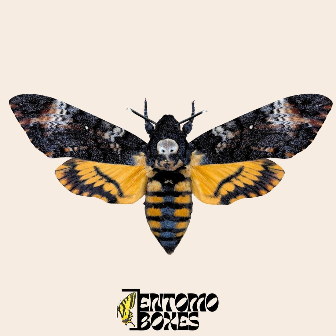 The Complete Guide to Breeding Acherontia atropos: Death's-Head Hawkmoths