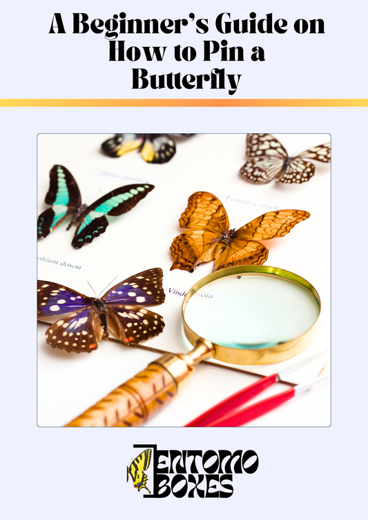Butterfly Pinning Guide (PDF)