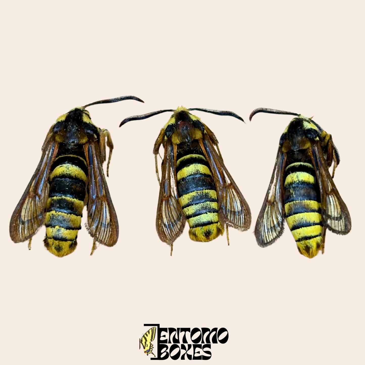 sesia apiformis male specimens __etsy:8202805851