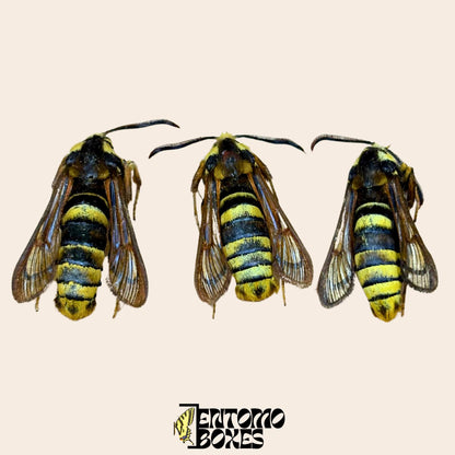 sesia apiformis male specimens __etsy:8202805851