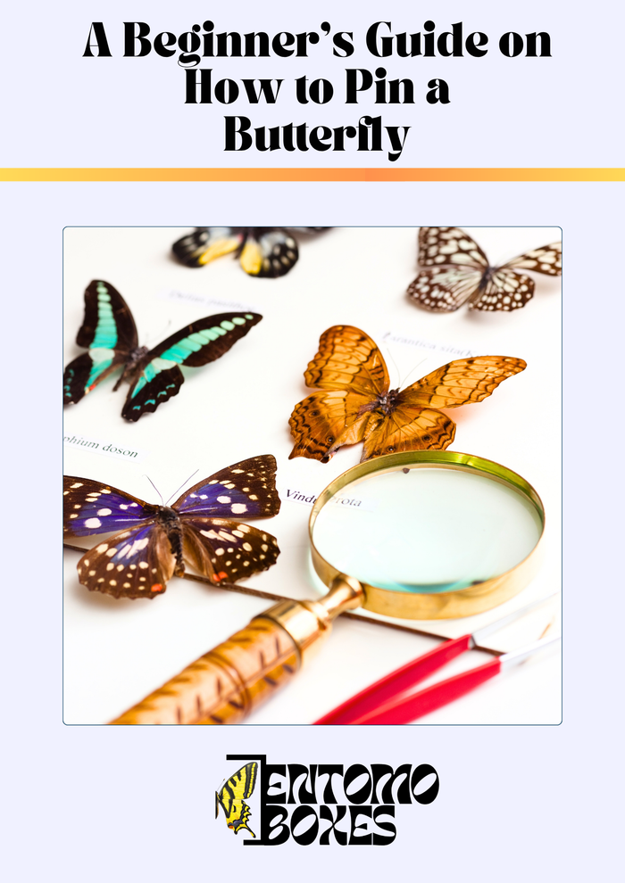 Guide preview page 1