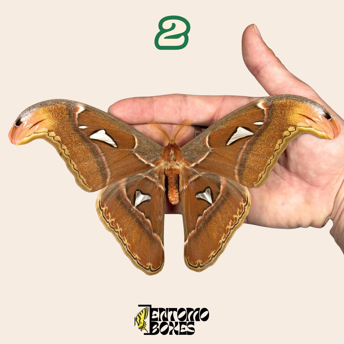 attacus atlas x attacus caesar hybrid male with open wings __etsy:8144294139