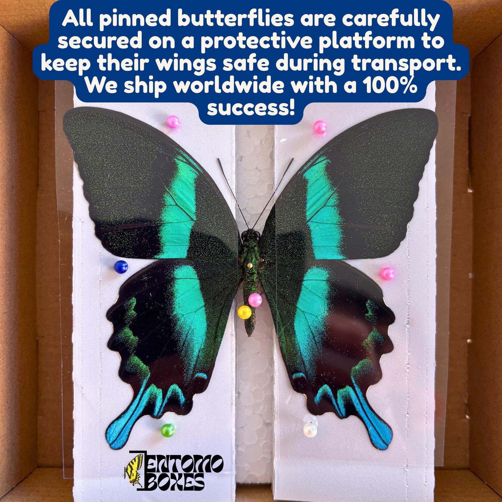Real butterfly Papilio karna swallowtail specimen pinned for taxidermy collection (etsy image id: 7655155490)