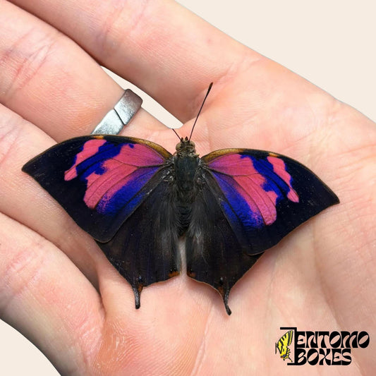 Anaea nessus male butterfly (etsy image id: 7661007710)