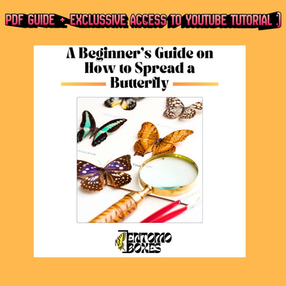 MINI Butterfly collection starting kit with complete guide entomology collection taxidermy insect bugs set (etsy image id: 7698490418)