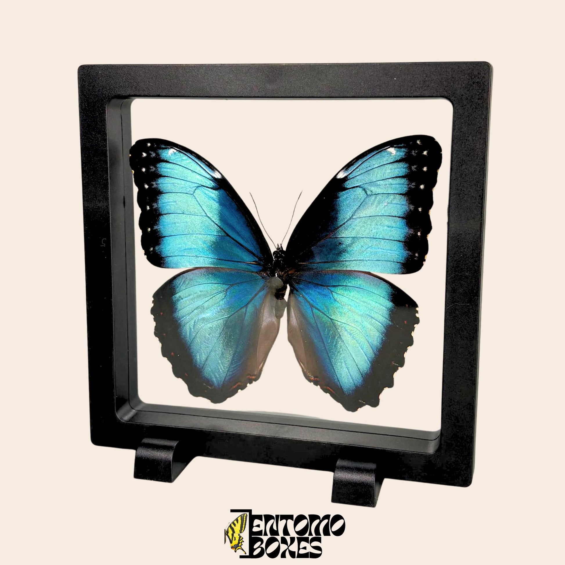 blue morpho butterfly in transparent black frame (etsy image id: 7772907494)