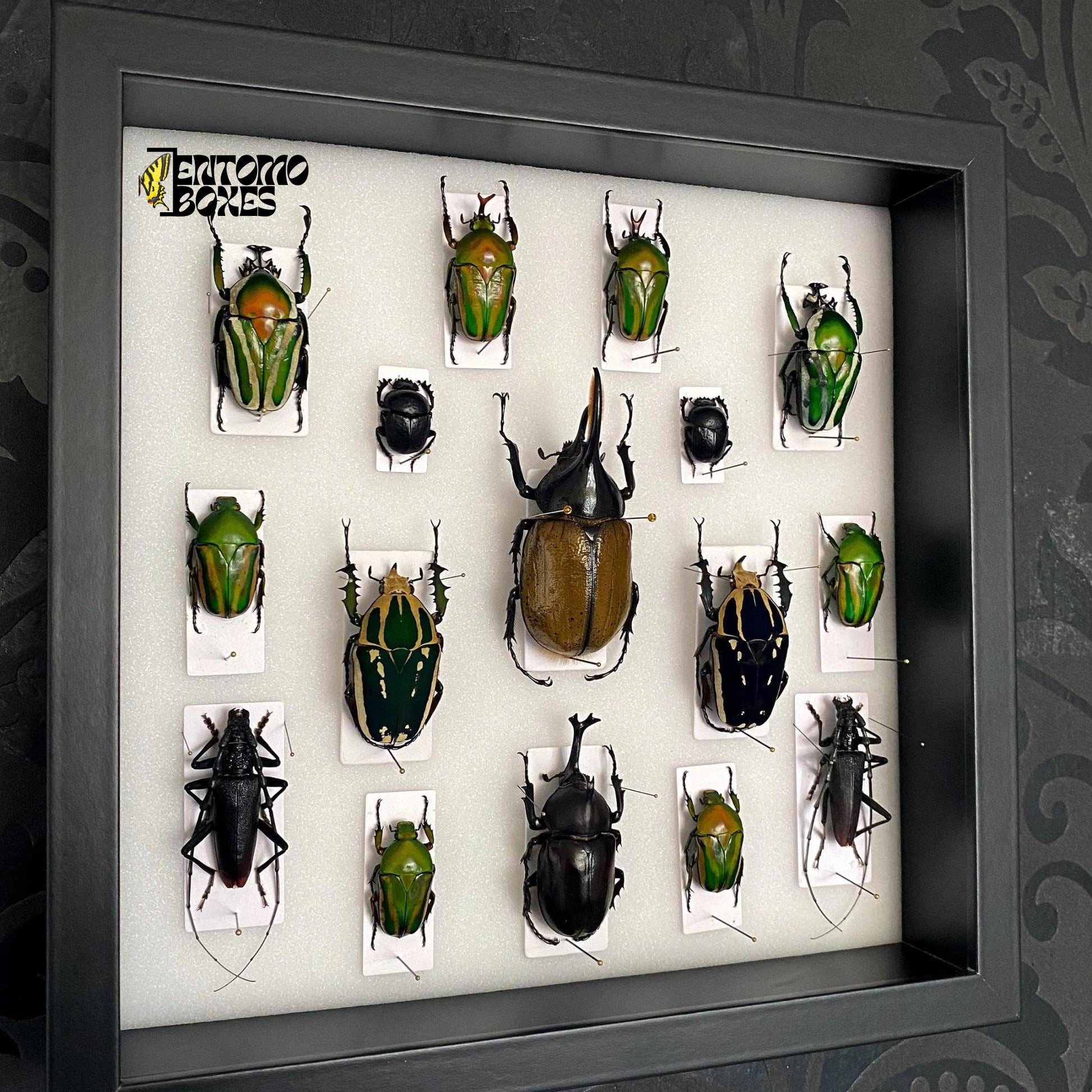 beetles in insect shadow frame (etsy image id: 7793647229)