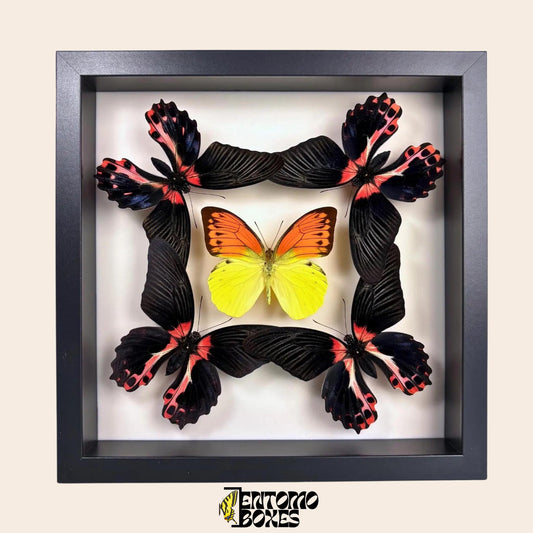 four papilio rumanzovia and one orange and yellow butterfly in black frame (etsy image id: 7820941449)