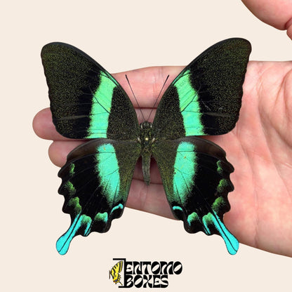 Papilio blumei Swallowtail pinned butterfly (etsy image id: 7829012331)