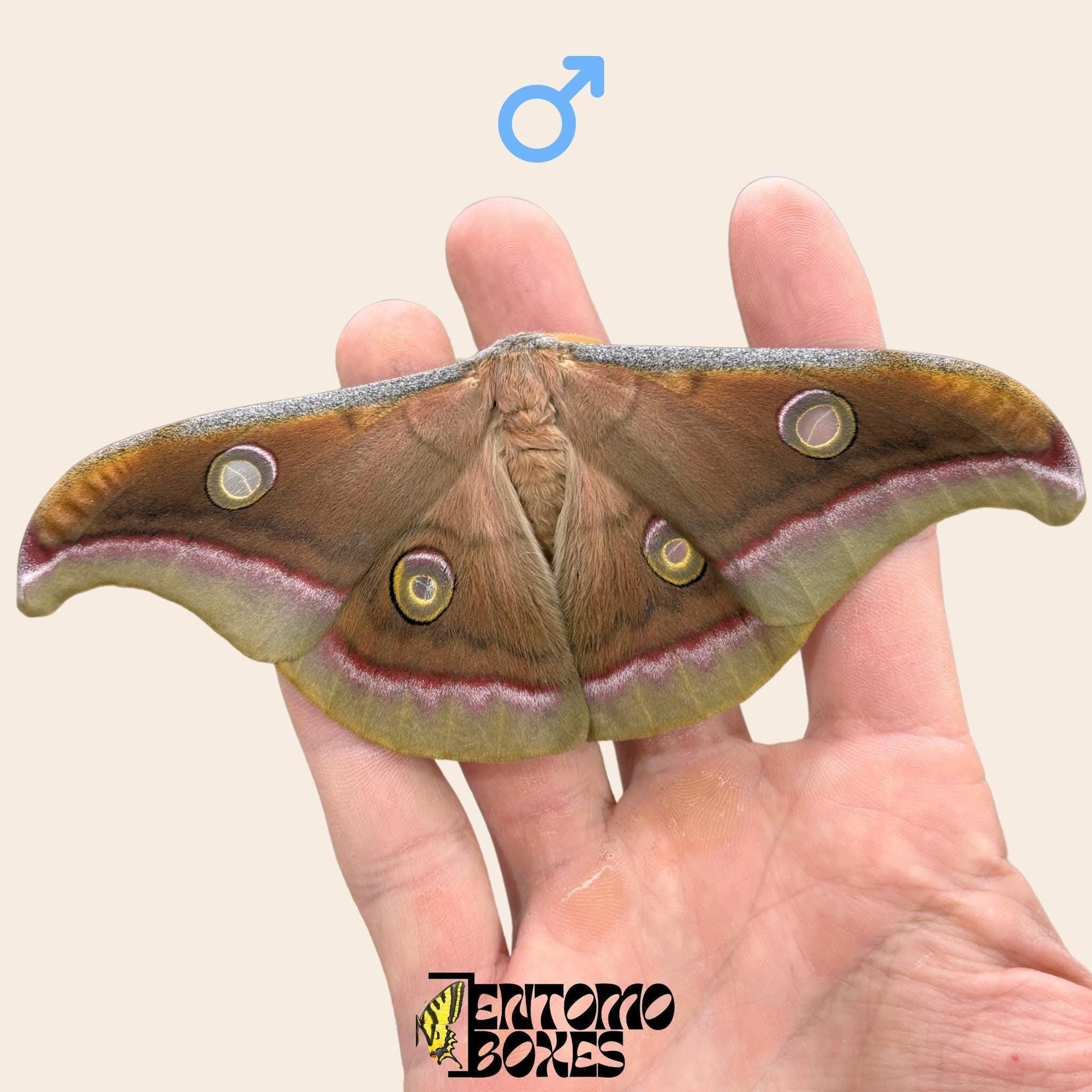 Pinned Antheraea mylitta Chinese Tussah silk moth specimen for entomology taxidermy collection (etsy image id: 7849832010)