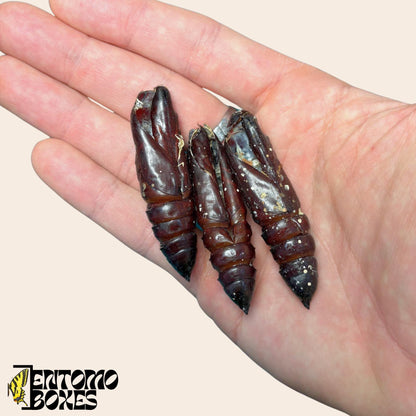 Acherontia atropos Pupae Shells