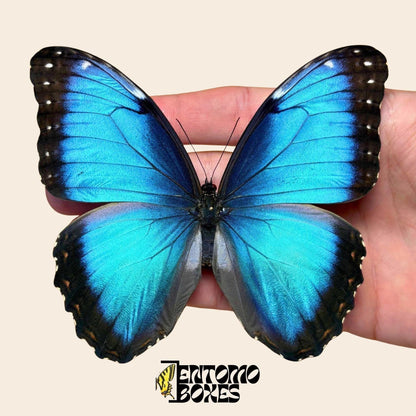 blue morpho butterfly male pinned __etsy:7918271480