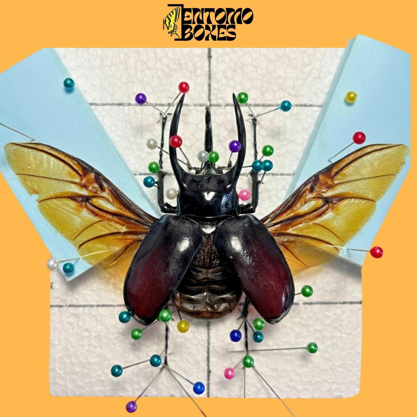 chalcosoma atlas beetle with opened wings on pinning board (etsy image id: 7968476182)