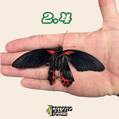 defected papilio rumanzovia male (etsy image id: 7976351960)