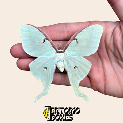 actias luna female pinned with open wings __etsy:7996746557