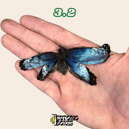 Real Blue Morpho Butterfly: B-Grade defected Dry Specimen for Taxidermy Repair (etsy image id: 7997017108)