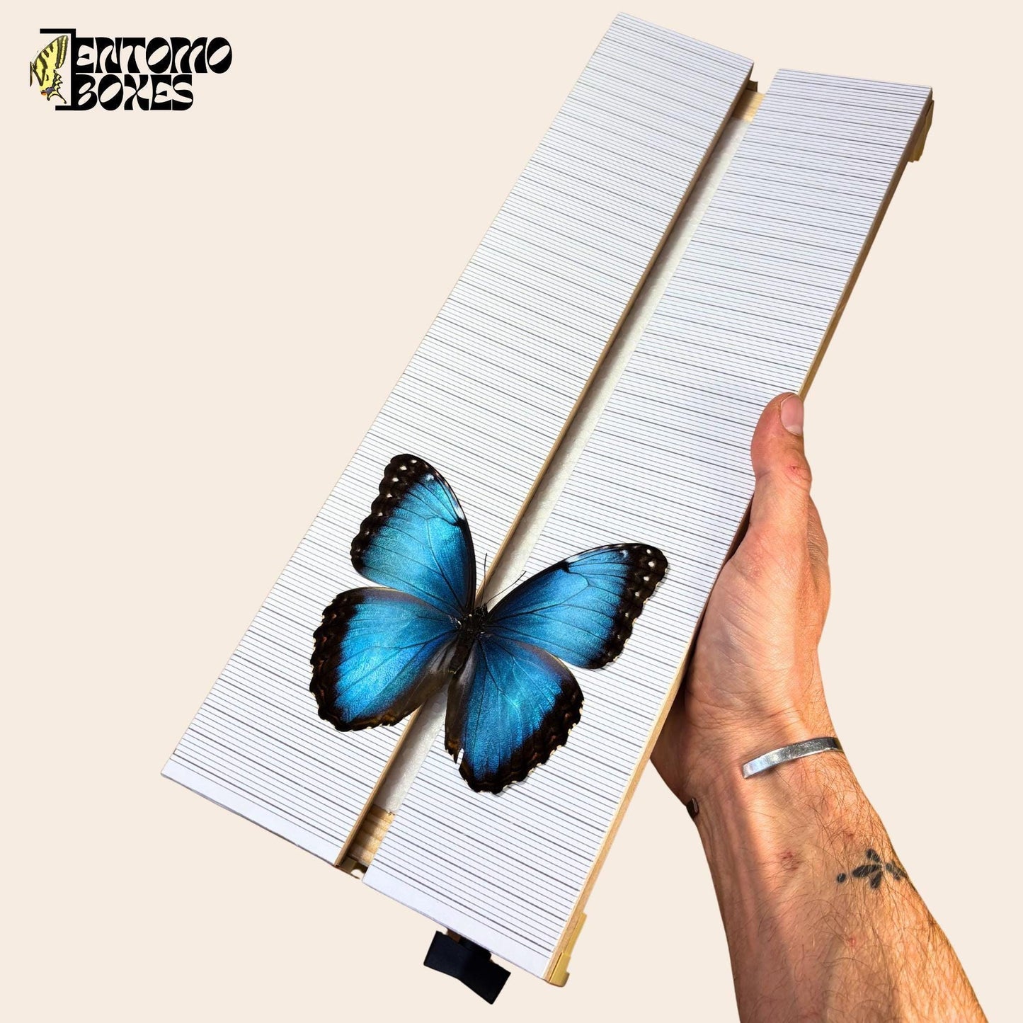 Adjustable Butterfly Pinning Board: Angled Balsa Wood Spreading Board for Insect Mounting & Entomology (etsy image id: 7999426060)