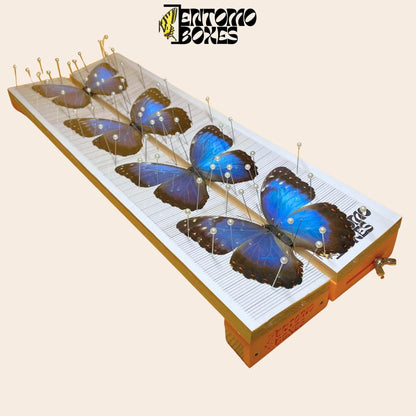 Adjustable Butterfly Pinning Board: Angled Balsa Wood Spreading Board for Insect Mounting & Entomology (etsy image id: 7999426106)