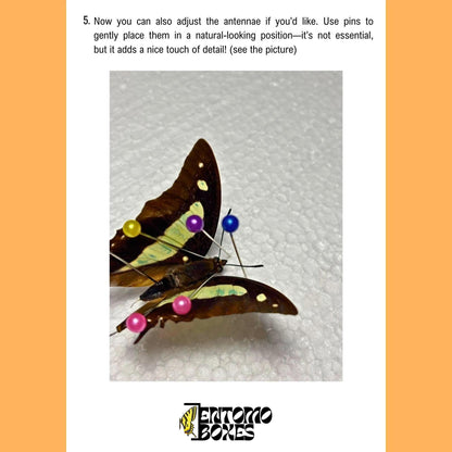 guide on how to pin a butterfly (etsy image id: 8005370401)