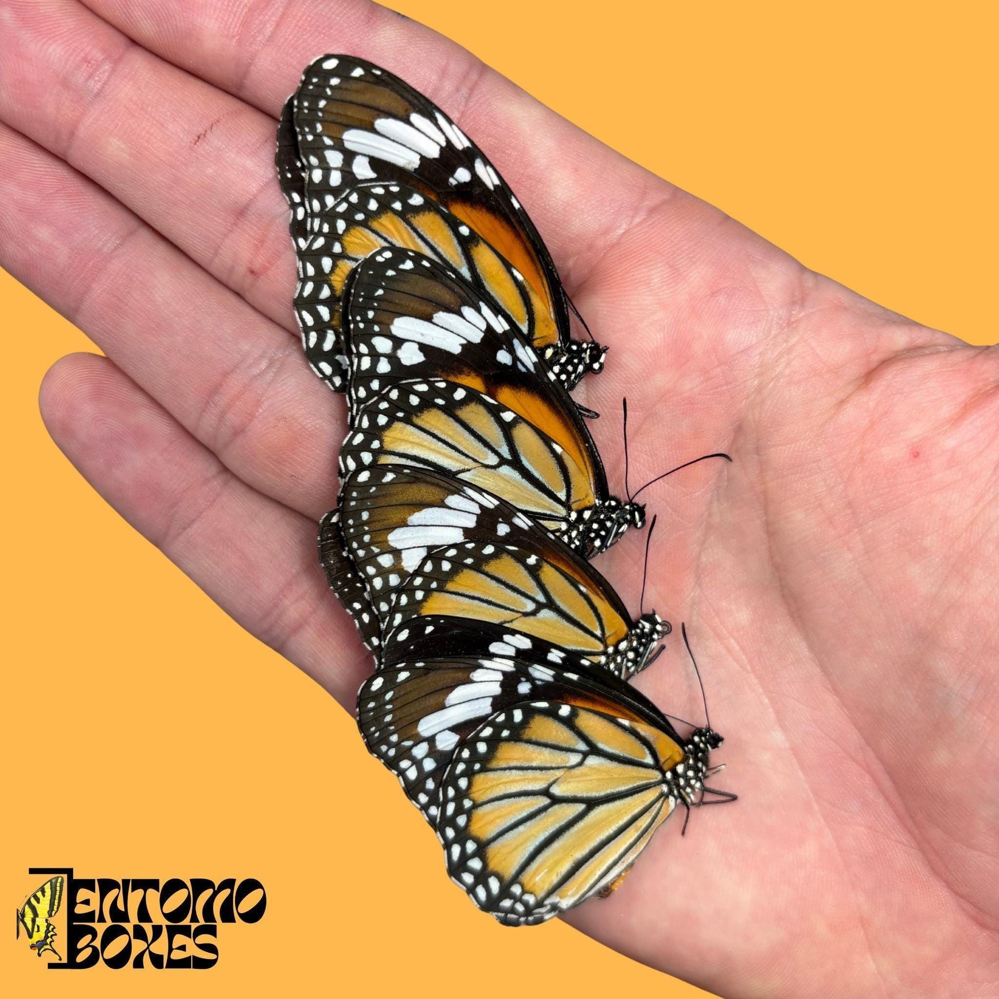 Danaus genutia four butterflies (etsy image id: 8008480668)