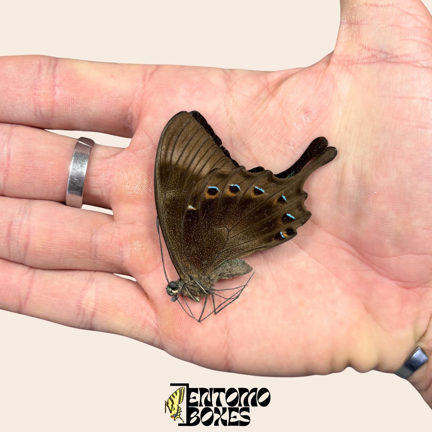 papilio lorquinianus papered dry butterfly with closed wings (etsy image id: 8014266370)