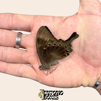 papilio lorquinianus papered dry butterfly with closed wings (etsy image id: 8014266370)