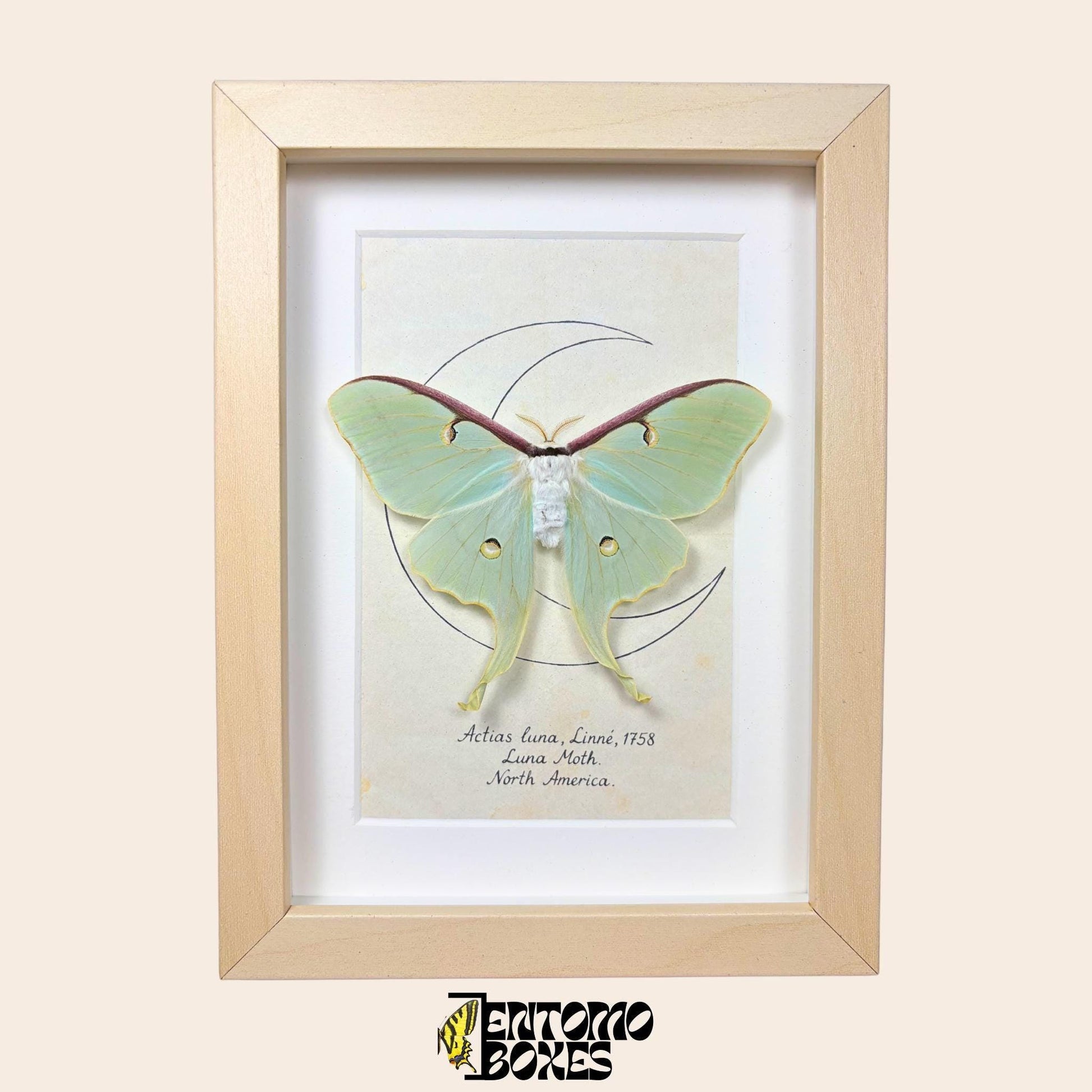 actias luna moth in frame __etsy:8019530321