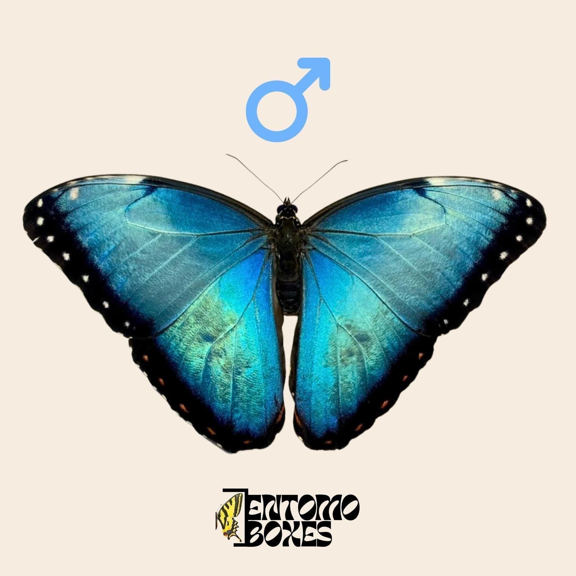 morpho helenor blue butterfly male __etsy:8031802687