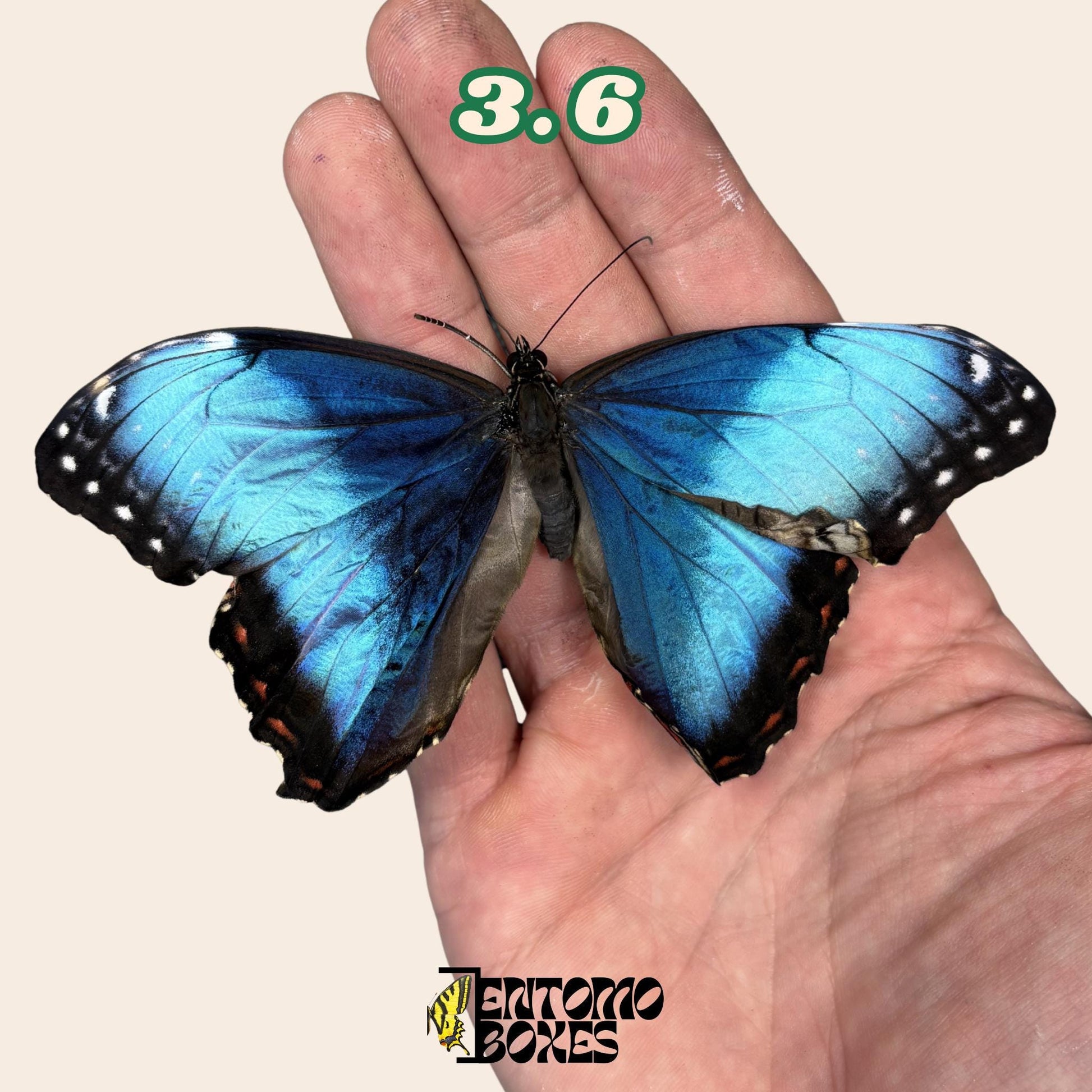 Real Blue Morpho Butterfly: B-Grade defected Dry Specimen for Taxidermy Repair (etsy image id: 8044950643)