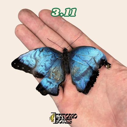 Real Blue Morpho Butterfly: B-Grade defected Dry Specimen for Taxidermy Repair (etsy image id: 8044950857)