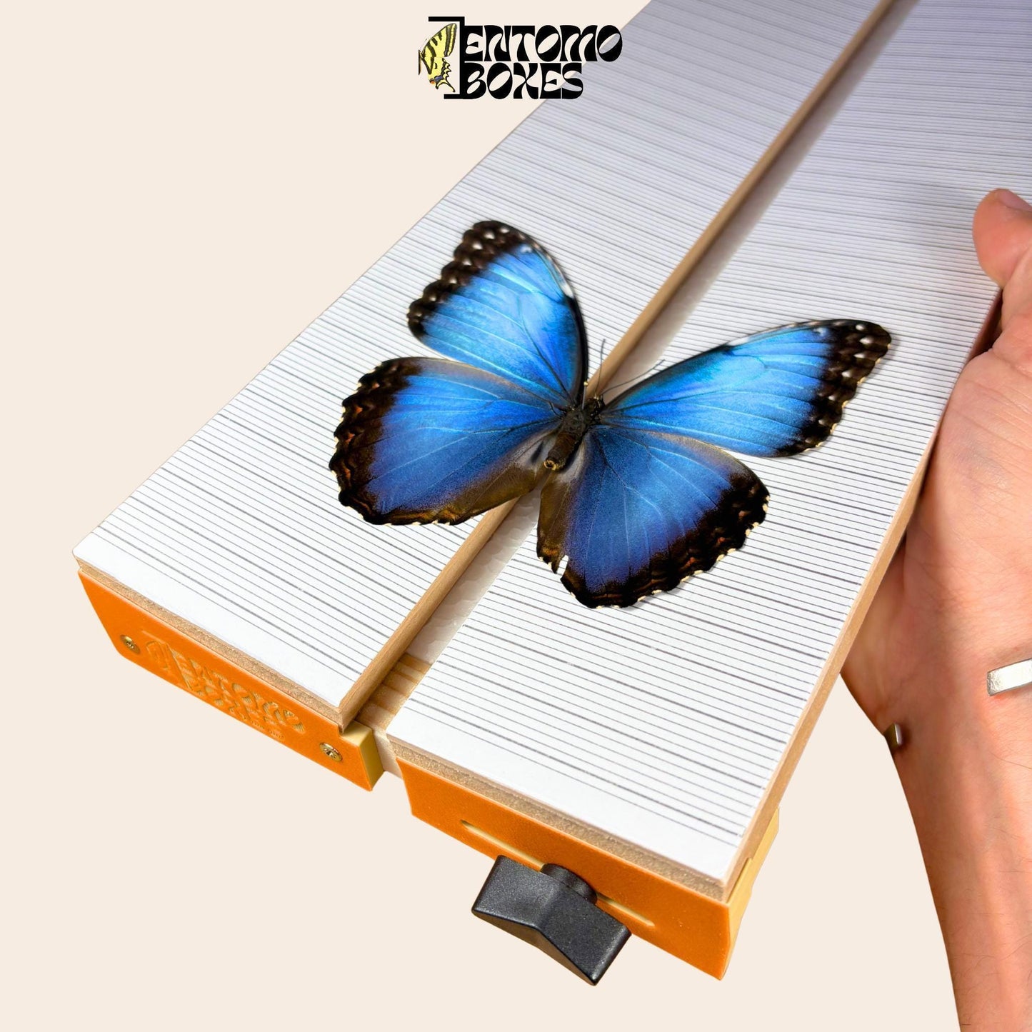 Adjustable Butterfly Pinning Board: Angled Balsa Wood Spreading Board for Insect Mounting & Entomology (etsy image id: 8047357617)