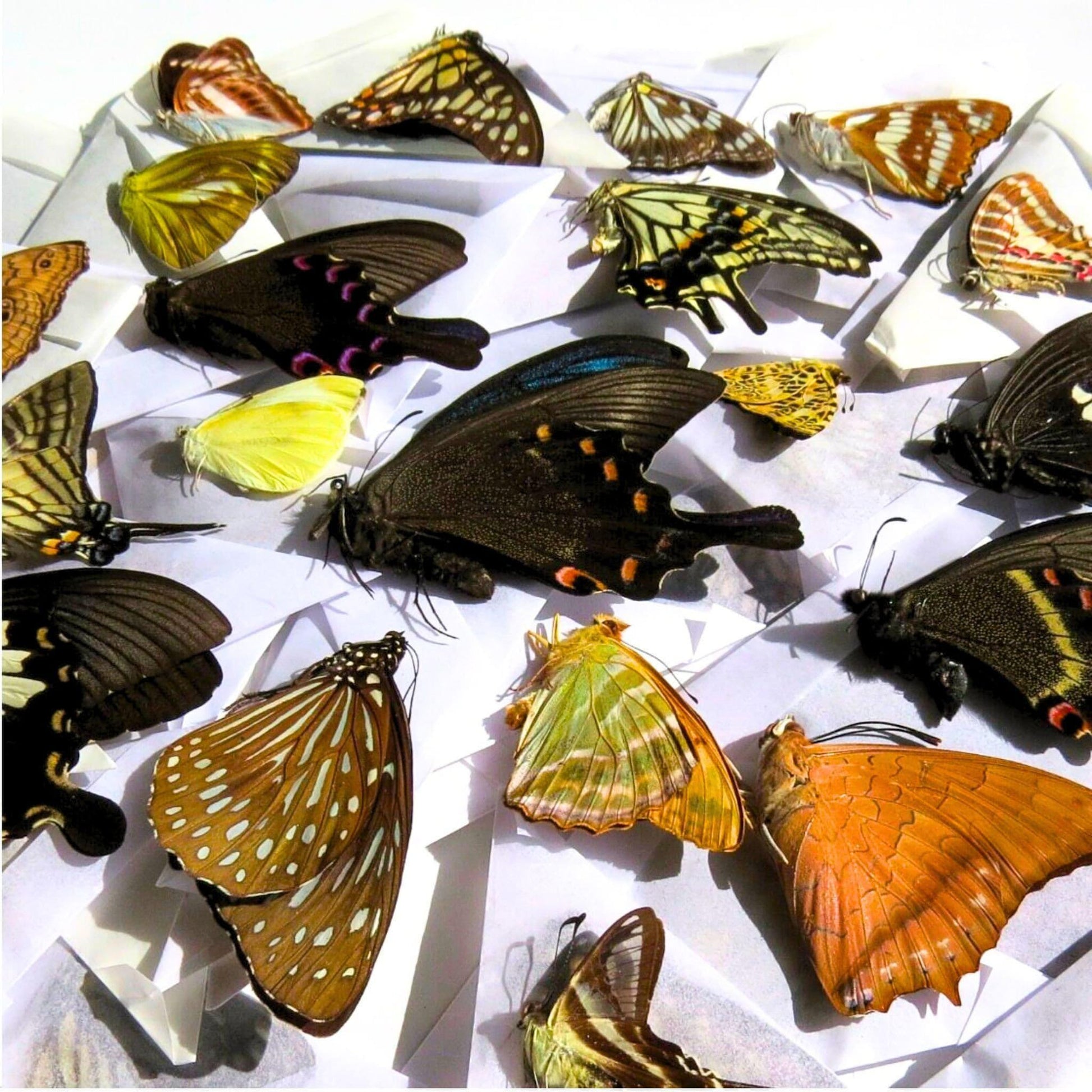 60 Tropical butterflies (etsy image id: 8051857287)