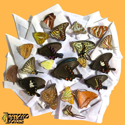 mix of papered tropical butterflies (etsy image id: 8051862051)