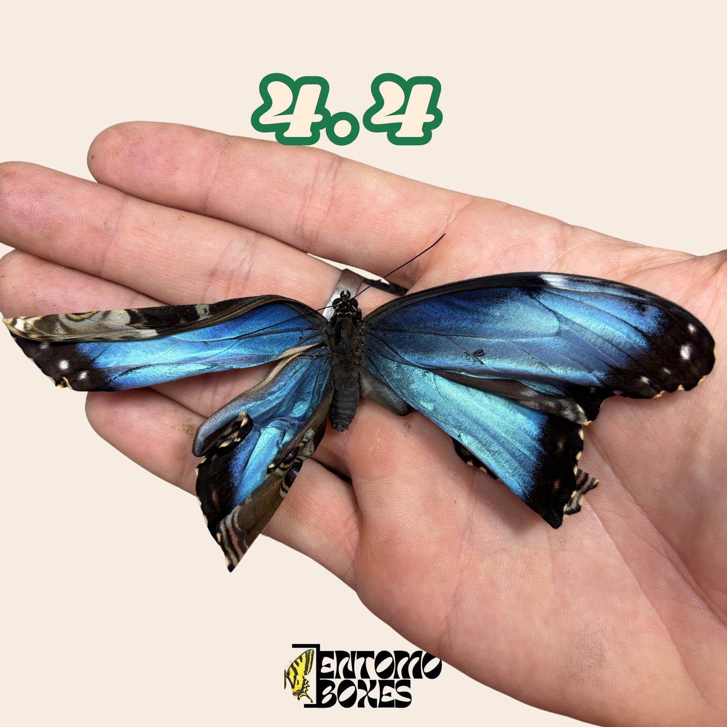 Real Blue Morpho Butterfly: B-Grade defected Dry Specimen for Taxidermy Repair __etsy:8055443574