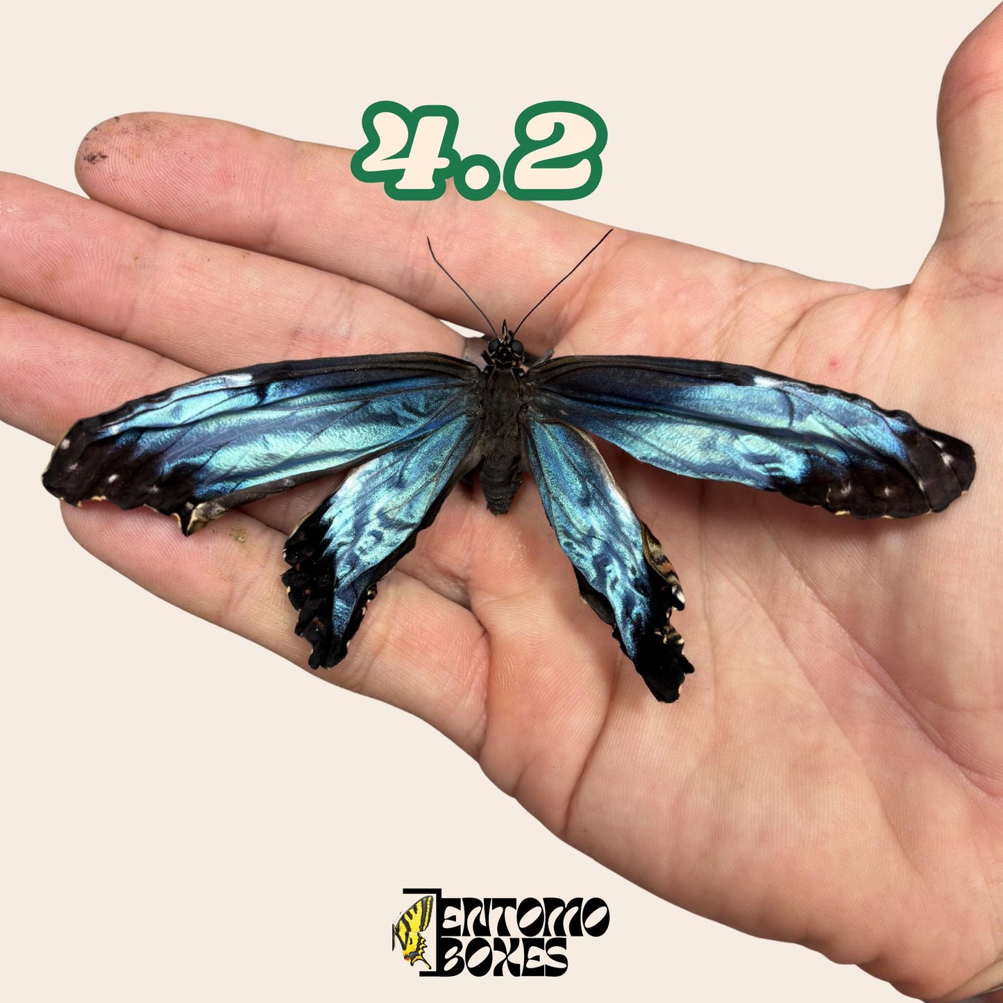 Real Blue Morpho Butterfly: B-Grade defected Dry Specimen for Taxidermy Repair __etsy:8055443592