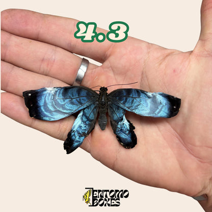 Real Blue Morpho Butterfly: B-Grade defected Dry Specimen for Taxidermy Repair __etsy:8055443600