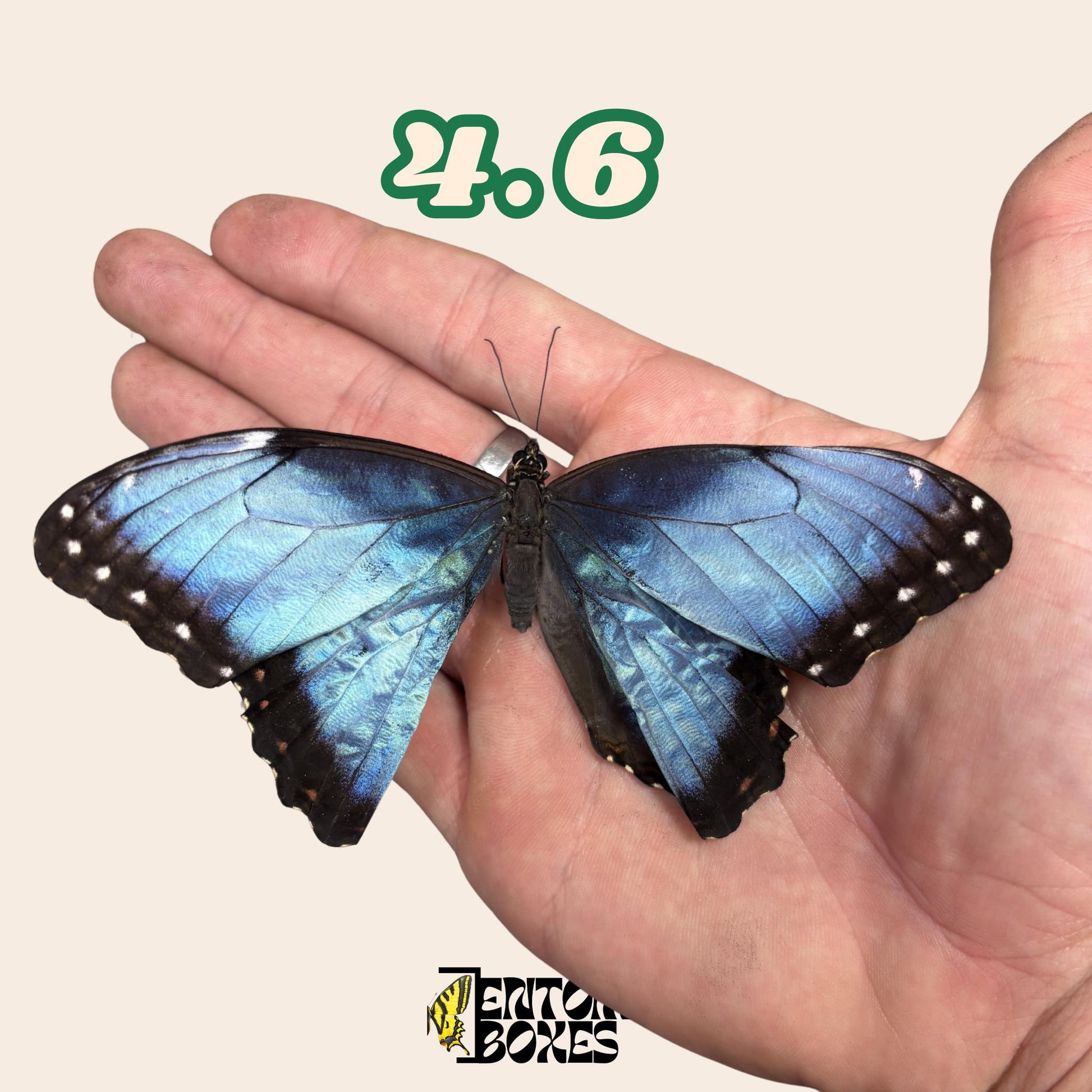 Real Blue Morpho Butterfly: B-Grade defected Dry Specimen for Taxidermy Repair __etsy:8055443654