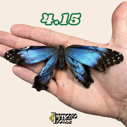 Real Blue Morpho Butterfly: B-Grade defected Dry Specimen for Taxidermy Repair __etsy:8059576654
