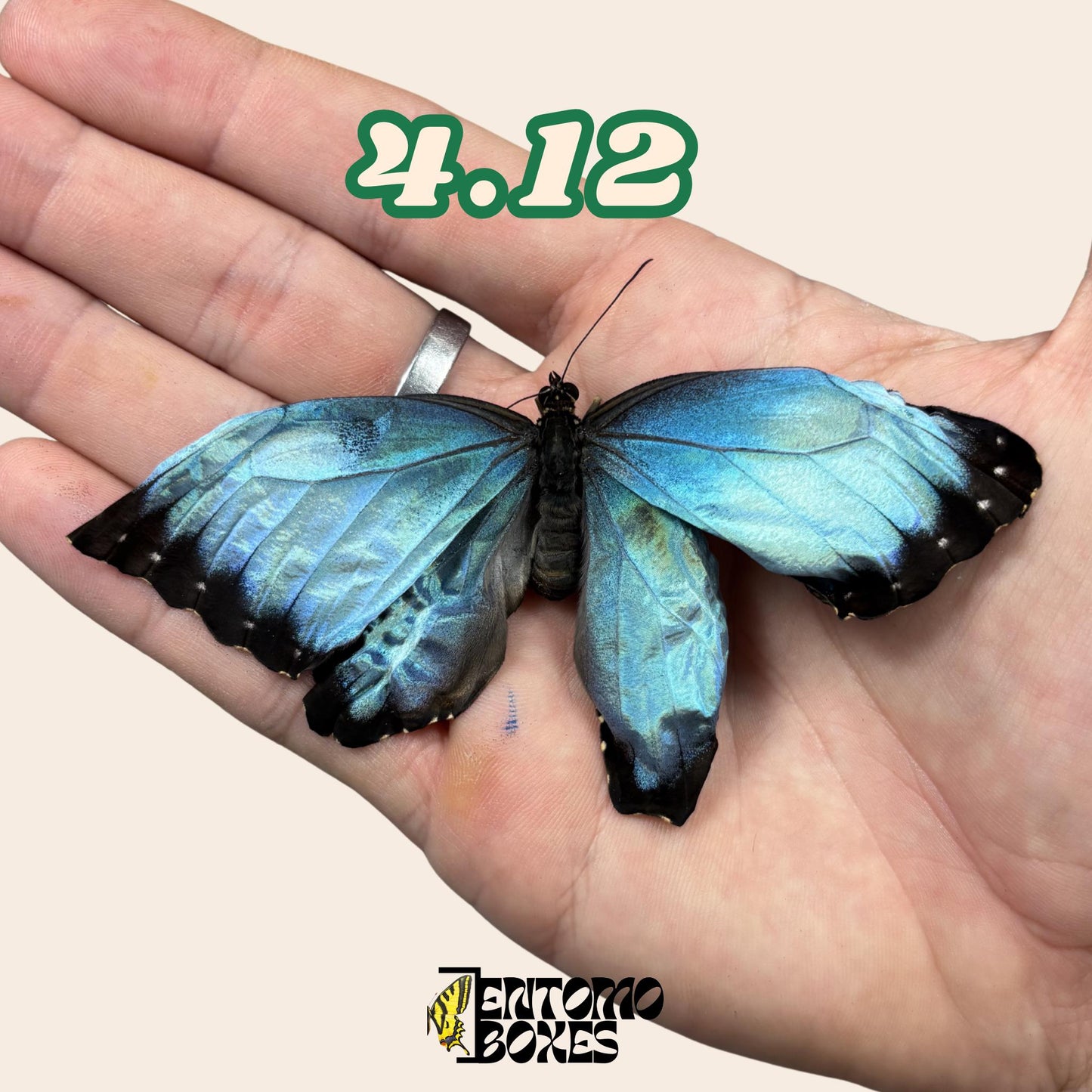 Real Blue Morpho Butterfly: B-Grade defected Dry Specimen for Taxidermy Repair __etsy:8059576880
