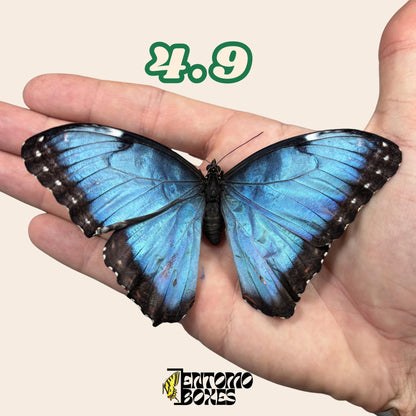 Real Blue Morpho Butterfly: B-Grade defected Dry Specimen for Taxidermy Repair __etsy:8059577504