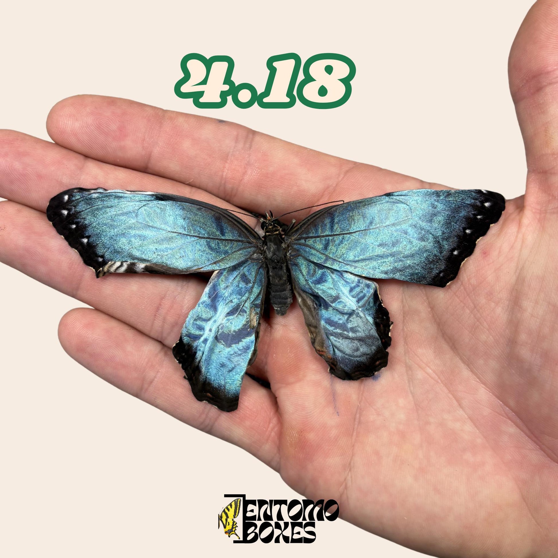 Real Blue Morpho Butterfly: B-Grade defected Dry Specimen for Taxidermy Repair __etsy:8063363414