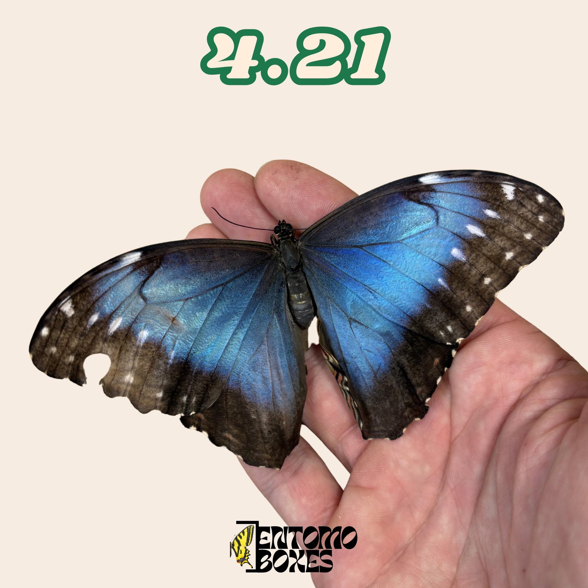 Real Blue Morpho Butterfly: B-Grade defected Dry Specimen for Taxidermy Repair __etsy:8089063538