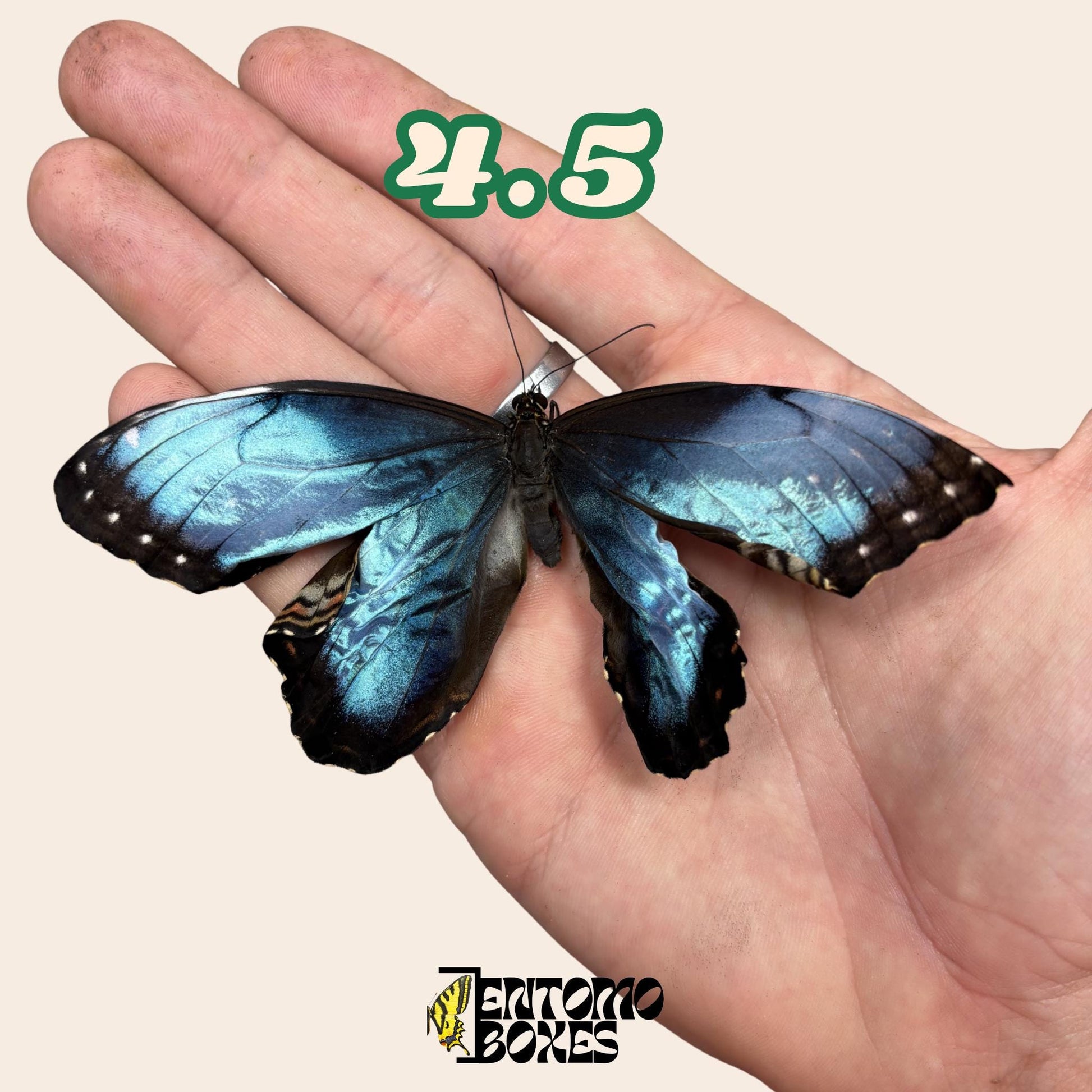 Real Blue Morpho Butterfly: B-Grade defected Dry Specimen for Taxidermy Repair __etsy:8103354703