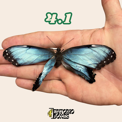 Real Blue Morpho Butterfly: B-Grade defected Dry Specimen for Taxidermy Repair __etsy:8103354805