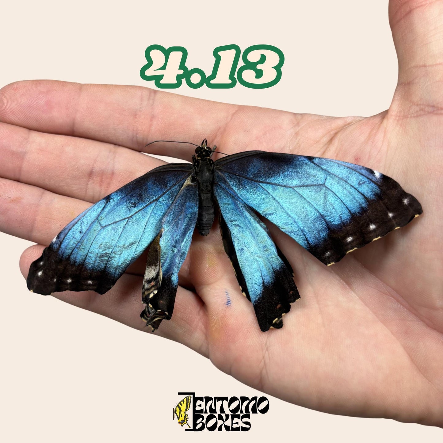 Real Blue Morpho Butterfly: B-Grade defected Dry Specimen for Taxidermy Repair __etsy:8107490629