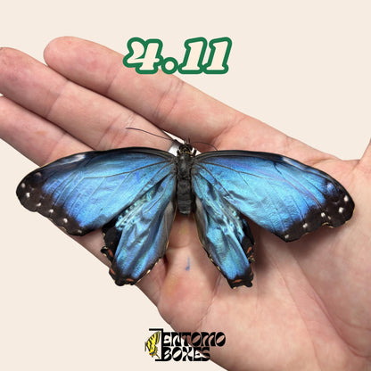 Real Blue Morpho Butterfly: B-Grade defected Dry Specimen for Taxidermy Repair __etsy:8107490633