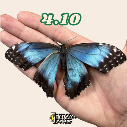 Real Blue Morpho Butterfly: B-Grade defected Dry Specimen for Taxidermy Repair __etsy:8107490671
