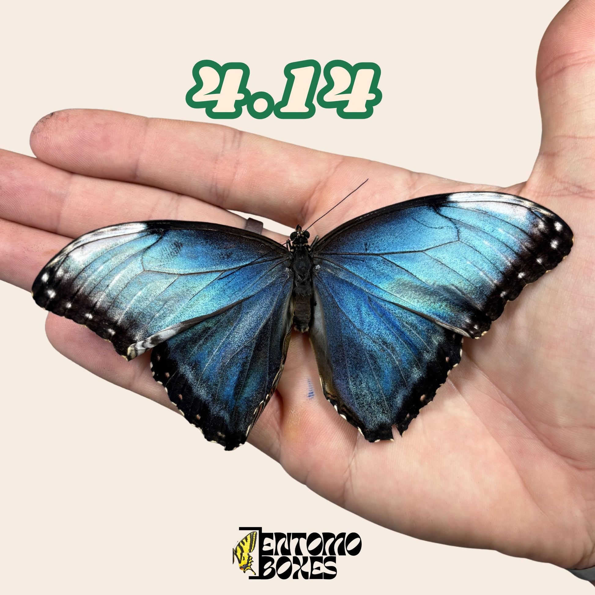 Real Blue Morpho Butterfly: B-Grade defected Dry Specimen for Taxidermy Repair __etsy:8107490679