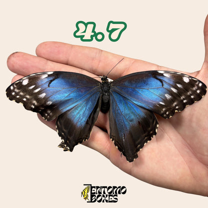 Real Blue Morpho Butterfly: B-Grade defected Dry Specimen for Taxidermy Repair __etsy:8107491391