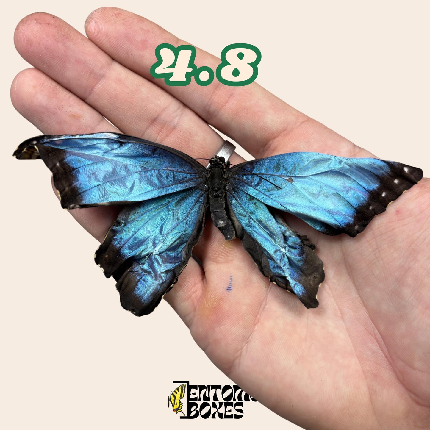Real Blue Morpho Butterfly: B-Grade defected Dry Specimen for Taxidermy Repair __etsy:8107491419